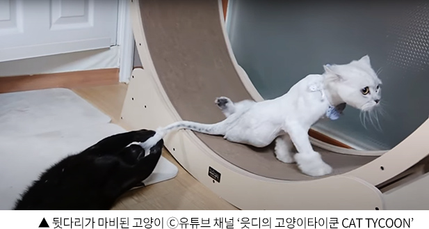 ▲ 뒷다리가 마비된 고양이 ©유튜브 채널 ‘읏디의 고양이타이쿤 Cat Tycoon’