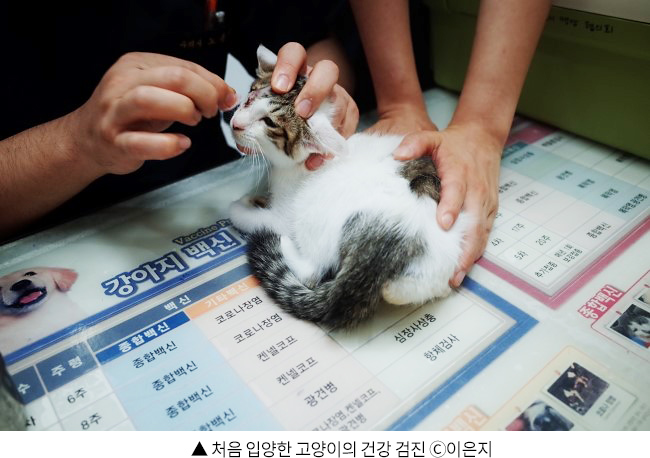 ▲ 처음 입양한 고양이의 건강 검진 ©이은지
